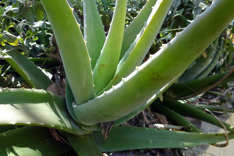 Benefícios da Aloe Vera para a saúde