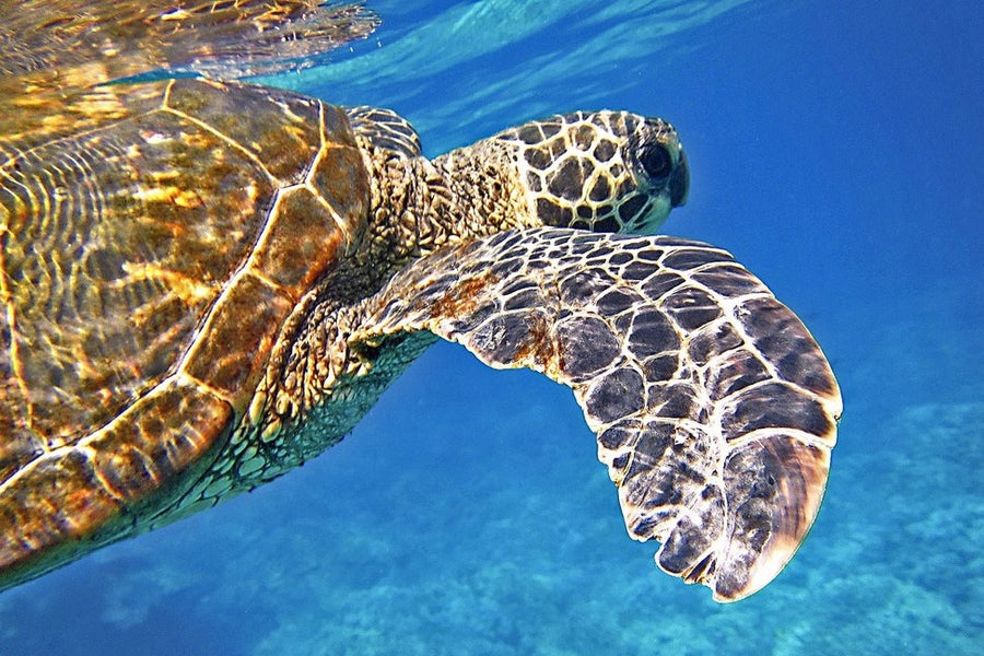 Curiosidades sobre as tartarugas marinhas na Madeira