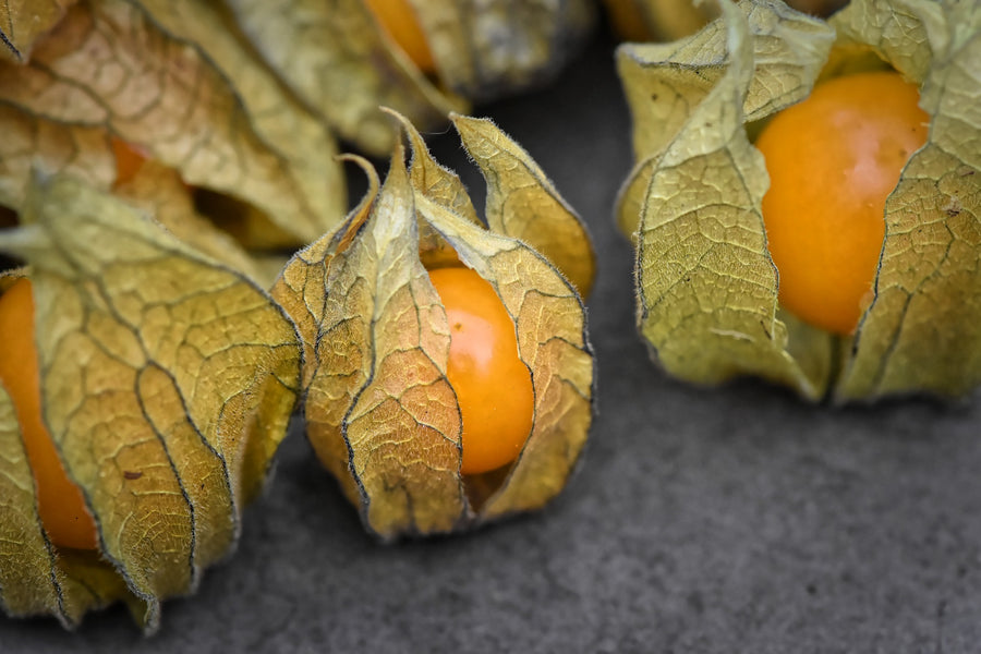 Physalis: O que é e para que serve?