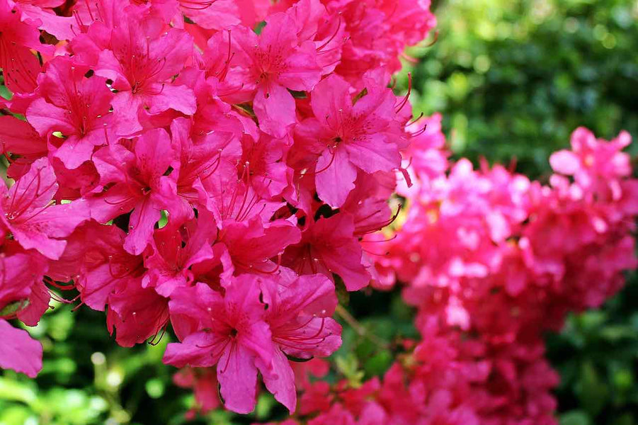 Principais plantas e flores predominantes na Ilha da Madeira